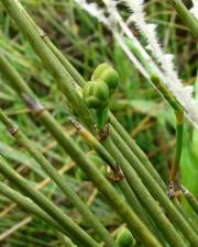 Fotografia da espécie Ephedra distachya