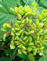 Viburnum lantana