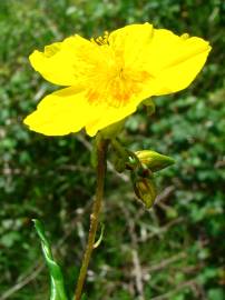 Fotografia da espécie Helianthemum nummularium