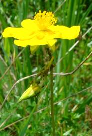 Fotografia da espécie Helianthemum nummularium