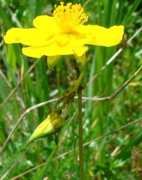 Fotografia 3 da espécie Helianthemum nummularium no Jardim Botânico UTAD