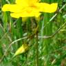 Fotografia 3 da espécie Helianthemum nummularium do Jardim Botânico UTAD