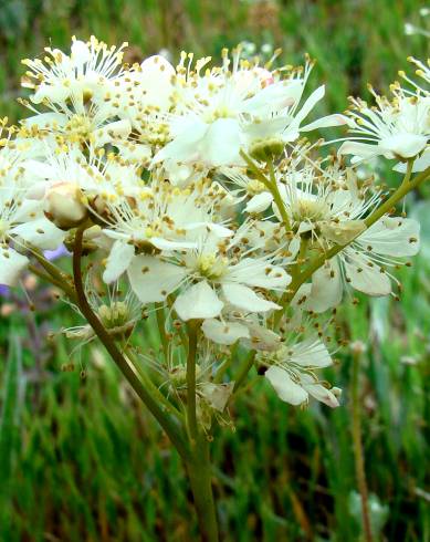 Fotografia de capa Filipendula vulgaris - do Jardim Botânico