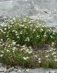 Arenaria grandiflora subesp. grandiflora