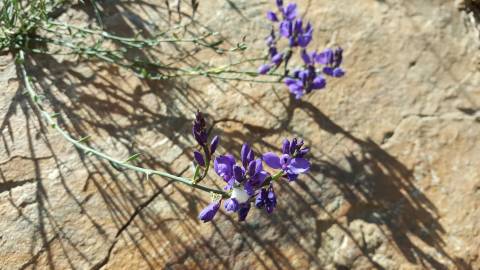 Fotografia da espécie Polygala microphylla