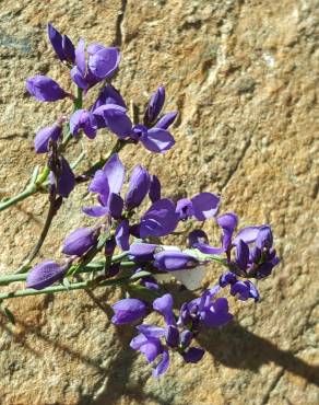 Fotografia 1 da espécie Polygala microphylla no Jardim Botânico UTAD