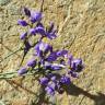 Fotografia 1 da espécie Polygala microphylla do Jardim Botânico UTAD