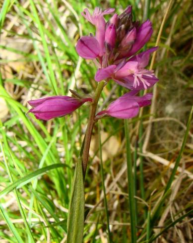 Fotografia de capa Polygala exilis - do Jardim Botânico