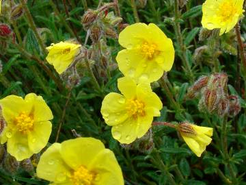 Fotografia da espécie Helianthemum hirtum