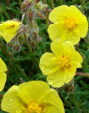 Fotografia 1 da espécie Helianthemum hirtum no Jardim Botânico UTAD