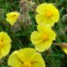 Fotografia 1 da espécie Helianthemum hirtum do Jardim Botânico UTAD