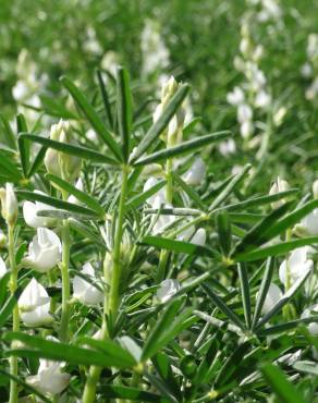 Fotografia 3 da espécie Lupinus albus no Jardim Botânico UTAD