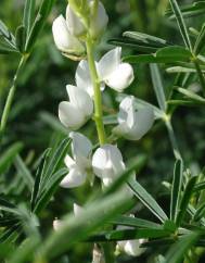 Lupinus albus