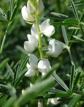 Fotografia 1 da espécie Lupinus albus no Jardim Botânico UTAD