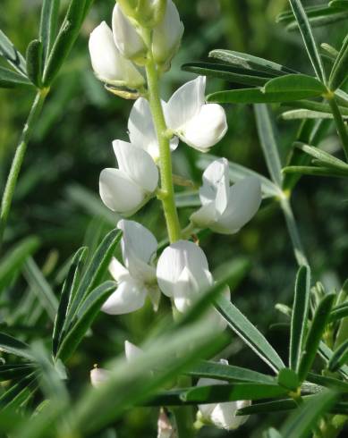 Fotografia de capa Lupinus albus - do Jardim Botânico