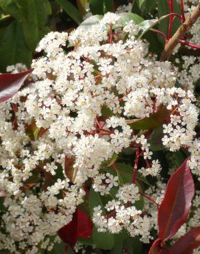 Fotografia 6 da espécie Photinia x fraseri var. robusta no Jardim Botânico UTAD