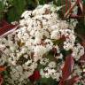 Fotografia 6 da espécie Photinia x fraseri var. robusta do Jardim Botânico UTAD