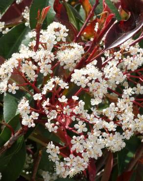 Fotografia 7 da espécie Photinia x fraseri var. robusta no Jardim Botânico UTAD