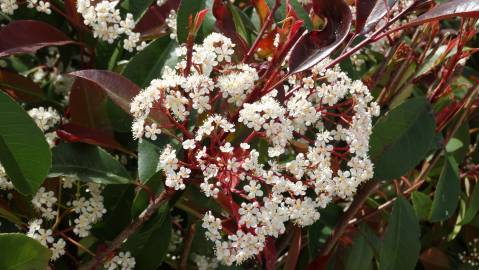 Fotografia da espécie Photinia x fraseri var. robusta