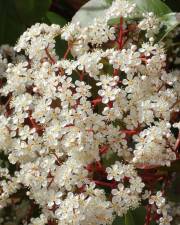 Fotografia da espécie Photinia x fraseri