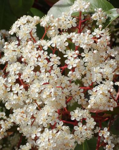 Fotografia de capa Photinia x fraseri var. robusta - do Jardim Botânico