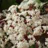 Fotografia 1 da espécie Photinia x fraseri var. robusta do Jardim Botânico UTAD