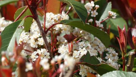 Fotografia da espécie Photinia x fraseri var. robusta