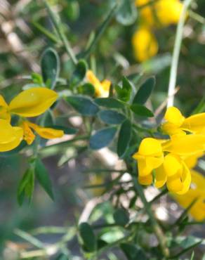 Fotografia 5 da espécie Genista anglica no Jardim Botânico UTAD