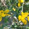 Fotografia 5 da espécie Genista anglica do Jardim Botânico UTAD