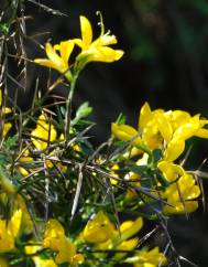 Genista anglica