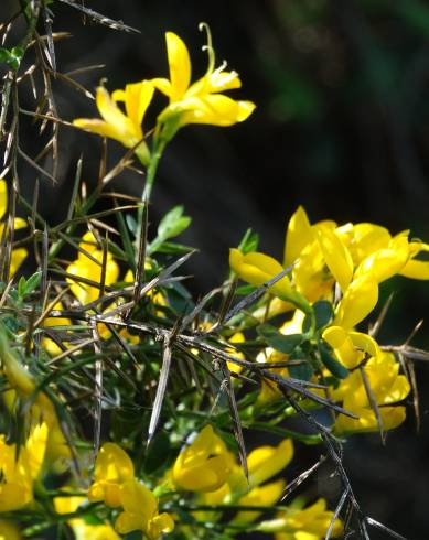 Fotografia de capa Genista anglica - do Jardim Botânico