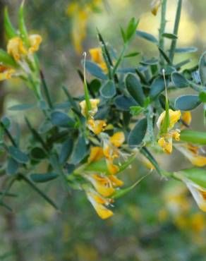 Fotografia 8 da espécie Genista anglica no Jardim Botânico UTAD