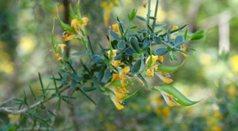 Fotografia da espécie Genista anglica