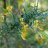 Fotografia 8 da espécie Genista anglica do Jardim Botânico UTAD