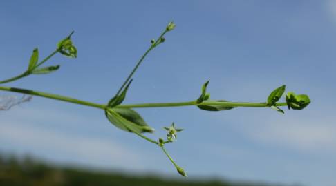 Fotografia da espécie Stellaria alsine