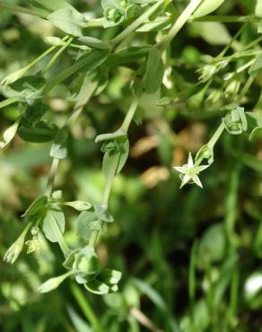 Fotografia 4 da espécie Stellaria alsine no Jardim Botânico UTAD