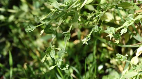 Fotografia da espécie Stellaria alsine