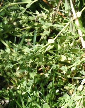 Fotografia 5 da espécie Stellaria alsine no Jardim Botânico UTAD