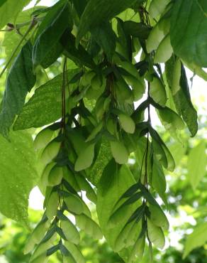 Fotografia 12 da espécie Acer negundo no Jardim Botânico UTAD