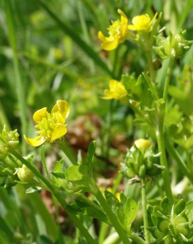 Fotografia de capa Ranunculus trilobus - do Jardim Botânico