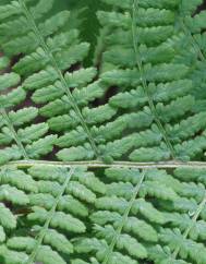 Athyrium filix-femina