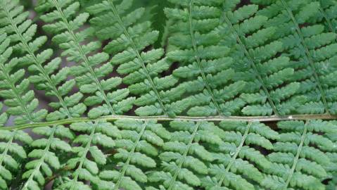 Fotografia da espécie Athyrium filix-femina