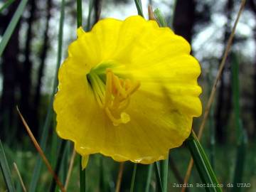 Fotografia da espécie Narcissus bulbocodium