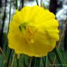 Fotografia 3 da espécie Narcissus bulbocodium do Jardim Botânico UTAD