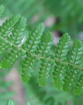 Fotografia 4 da espécie Athyrium filix-femina no Jardim Botânico UTAD