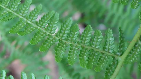 Fotografia da espécie Athyrium filix-femina