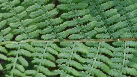 Fotografia da espécie Athyrium filix-femina