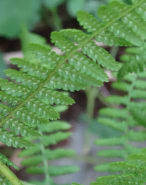 Fotografia 6 da espécie Athyrium filix-femina no Jardim Botânico UTAD