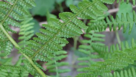 Fotografia da espécie Athyrium filix-femina