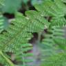 Fotografia 6 da espécie Athyrium filix-femina do Jardim Botânico UTAD